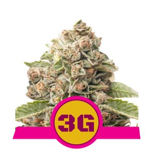 Triple G Feminised Seeds Triple G Feminised Seeds