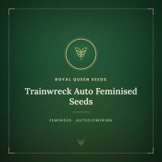 Trainwreck Auto Feminised Seeds Trainwreck Auto Feminised Seeds