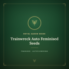 Trainwreck Auto Feminised Seeds Trainwreck Auto Feminised Seeds