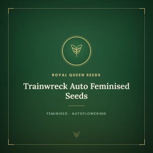 Trainwreck Auto Feminised Seeds