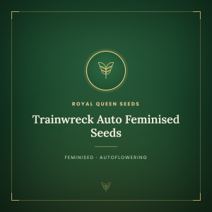 Trainwreck Auto Feminised Seeds Trainwreck Auto Feminised Seeds
