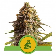 Wedding Cake Auto Feminised Seeds Wedding Cake Auto Feminised Seeds