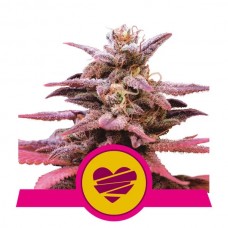 Wedding Crasher Feminised Seeds Wedding Crasher Feminised Seeds