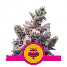 Wedding Gelato Feminised Seeds Wedding Gelato Feminised Seeds