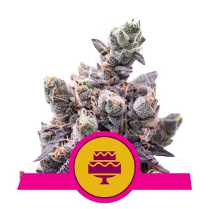 Wedding Gelato Feminised Seeds Wedding Gelato Feminised Seeds