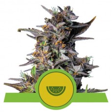 Watermelon Auto Feminised Seeds Watermelon Auto Feminised Seeds