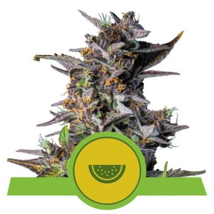 Watermelon Auto Feminised Seeds Watermelon Auto Feminised Seeds