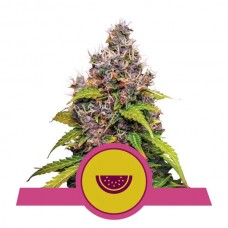 Watermelon Feminised Seeds Watermelon Feminised Seeds
