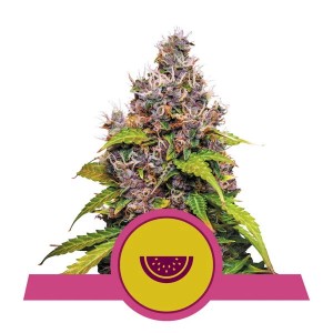 Watermelon Feminised Seeds Watermelon Feminised Seeds