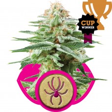 White Widow Feminised Seeds White Widow Feminised Seeds