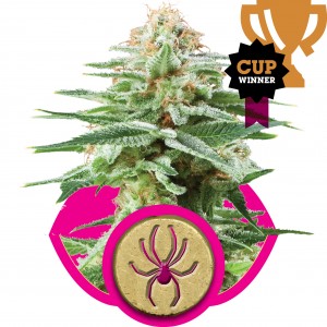 White Widow Feminised Seeds White Widow Feminised Seeds