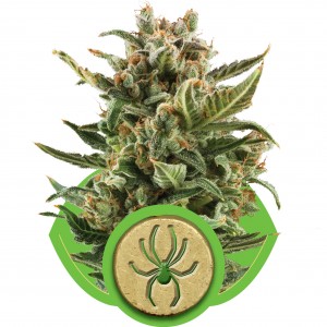White Widow Auto Feminised White Widow Auto Feminised