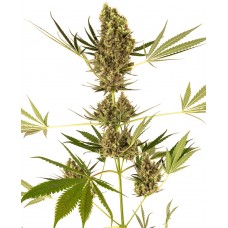 Alpine Delight CBD 30:1 Auto Feminised Seeds Alpine Delight CBD 30:1 Auto Feminised Seeds