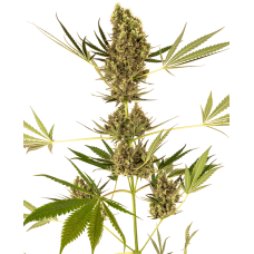 Alpine Delight CBD 30:1 Auto Feminised Seeds Alpine Delight CBD 30:1 Auto Feminised Seeds