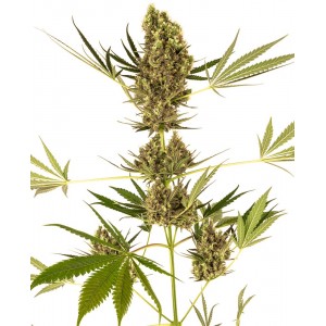 Alpine Delight CBD 30:1 Auto Feminised Seeds Alpine Delight CBD 30:1 Auto Feminised Seeds