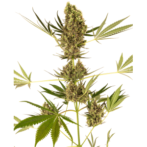 Alpine Delight CBD 30:1 Auto Feminised Seeds Alpine Delight CBD 30:1 Auto Feminised Seeds