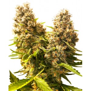 Banana Kush Cake Auto Feminised Seeds Banana Kush Cake Auto Feminised Seeds