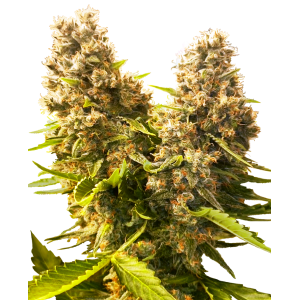 Banana Kush Cake Auto Feminised Seeds