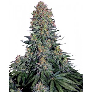 Blue Skunk Feminised Seeds Blue Skunk Feminised Seeds