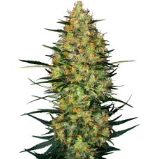 Caramellow Kush Auto Feminised Seeds Caramellow Kush Auto Feminised Seeds