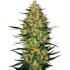 Caramellow Kush Auto Feminised Seeds