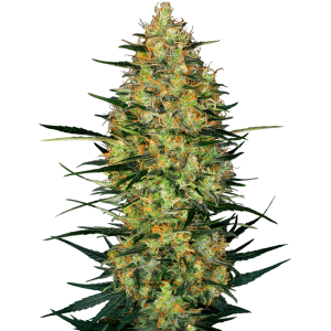 Caramellow Kush Auto Feminised Seeds Caramellow Kush Auto Feminised Seeds