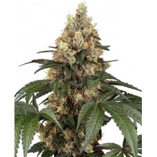 Chocolate Rainbow XXL Feminised Seeds Chocolate Rainbow XXL Feminised Seeds