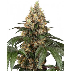 Chocolate Rainbow XXL Feminised Seeds Chocolate Rainbow XXL Feminised Seeds