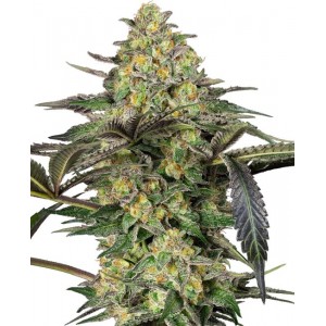 Grapevine Candy Feminised Seeds