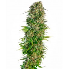 Hindu Kush Auto Feminised Seeds Hindu Kush Auto Feminised Seeds
