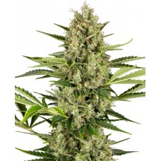 Jack Herer Auto Feminised Seeds Jack Herer Auto Feminised Seeds