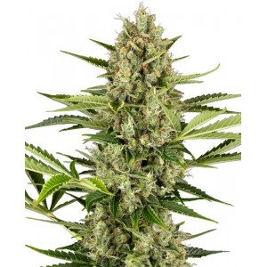 Jack Herer Auto Feminised Seeds Jack Herer Auto Feminised Seeds