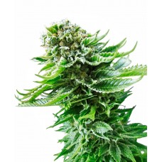 Northern Lights Auto Feminised Seeds Northern Lights Auto Feminised Seeds