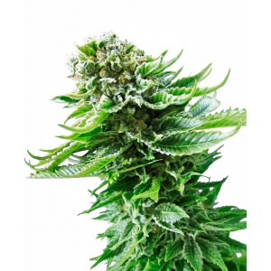 Northern Lights Auto Feminised Seeds Northern Lights Auto Feminised Seeds