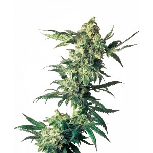 Northern Lights Feminised Seeds Northern Lights Feminised Seeds