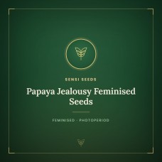 Papaya Jealousy Feminised Seeds