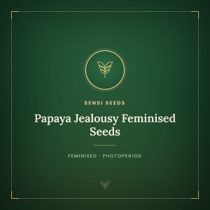 Papaya Jealousy Feminised Seeds Papaya Jealousy Feminised Seeds