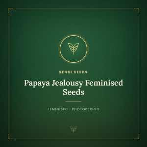 Papaya Jealousy Feminised Seeds Papaya Jealousy Feminised Seeds
