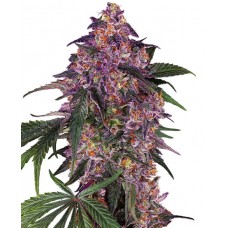 Sensi Purple Kush Feminised Seeds Sensi Purple Kush Feminised Seeds
