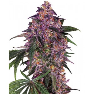 Sensi Purple Kush Feminised Seeds