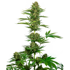 Satin Black Domina CBD Feminised Seeds Satin Black Domina CBD Feminised Seeds