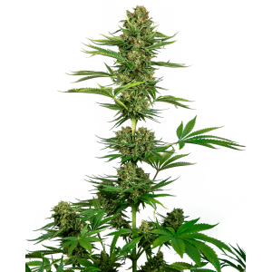 Satin Black Domina CBD Feminised Seeds Satin Black Domina CBD Feminised Seeds