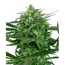 Sensi Amnesia Feminised Seeds Sensi Amnesia Feminised Seeds