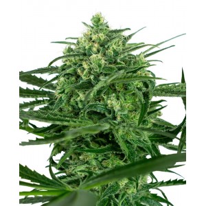 Sensi Amnesia Feminised Seeds Sensi Amnesia Feminised Seeds