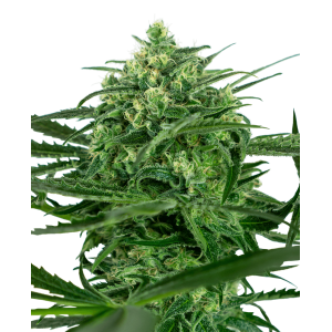 Sensi Amnesia Feminised Seeds Sensi Amnesia Feminised Seeds