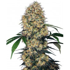 Sensi Amnesia XXL Auto Feminised Seeds Sensi Amnesia XXL Auto Feminised Seeds