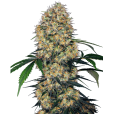Sensi Amnesia XXL Auto Feminised Seeds Sensi Amnesia XXL Auto Feminised Seeds