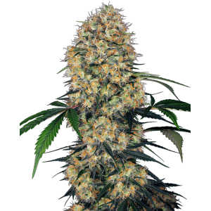 Sensi Amnesia XXL Auto Feminised Seeds Sensi Amnesia XXL Auto Feminised Seeds