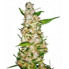 Skunk #1 Auto Feminised Seeds Skunk #1 Auto Feminised Seeds