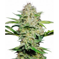 Sensi Skunk Auto Feminised Seeds Sensi Skunk Auto Feminised Seeds